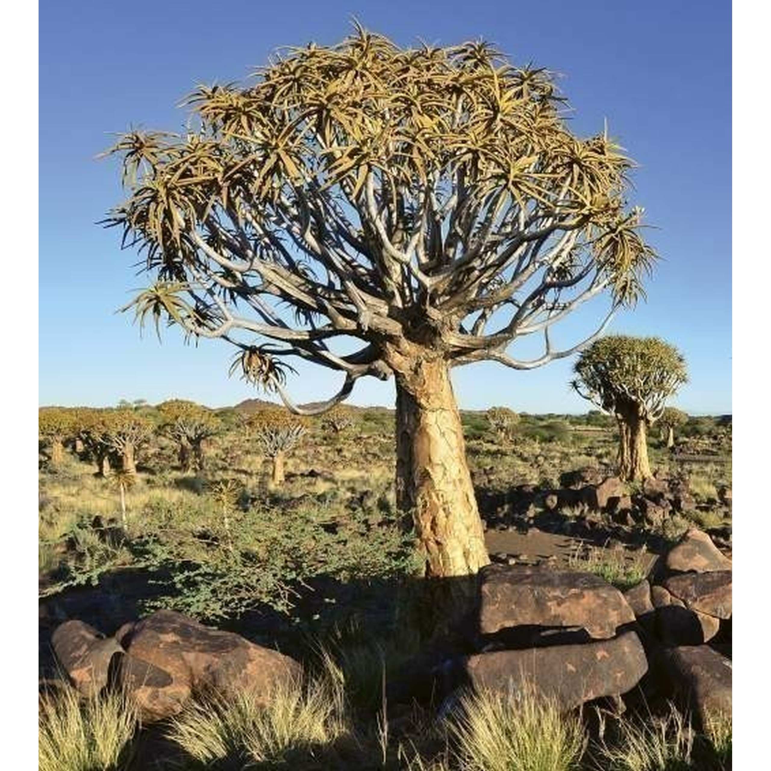 Dimex | Dimex Line | MS-3-0103  | Fototapete | Vlies | Versch. Größen | Wald & Pflanzen | Braun